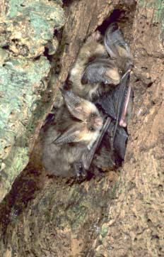 photo of a bat