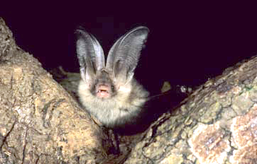 photo of a bat