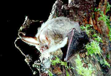 photo of a bat