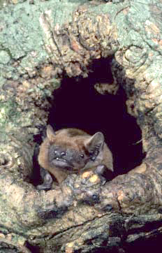 photo of a bat