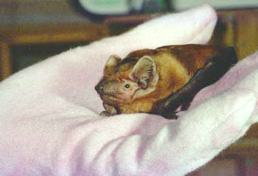 photo of a bat