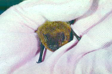 photo of a bat