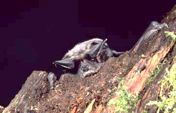 photo of a bat