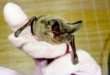 photo of a bat